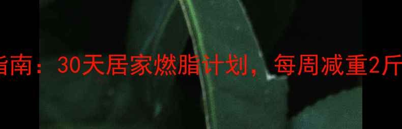 图片 哑铃减肥高效指南：30天居家燃脂计划，每周减重2斤的7大科学动作