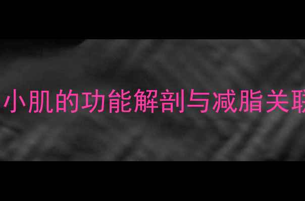 图片 臀中小肌的功能解剖与减脂关联性2